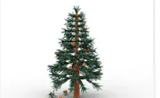 Spruce Tree